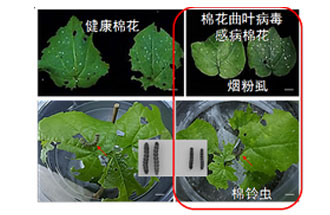 近日，微生物研究所發(fā)現(xiàn)雙生病毒調(diào)控植物免疫平衡實(shí)現(xiàn)全新生態(tài)功能
