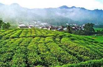 9月2日，財(cái)政部、稅務(wù)總局發(fā)布了關(guān)于繼續(xù)執(zhí)行邊銷茶增值稅政策的公告